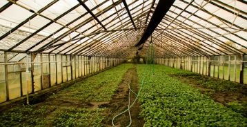 Foto de <a href="https://unsplash.com/es/@shmabbss?utm_source=unsplash&utm_medium=referral&utm_content=creditCopyText">Abigail Lynn</a> en <a href="https://unsplash.com/es/fotos/interior-del-invernadero-9y8c_YDUrYA?utm_source=unsplash&utm_medium=referral&utm_content=creditCopyText">Unsplash</a>