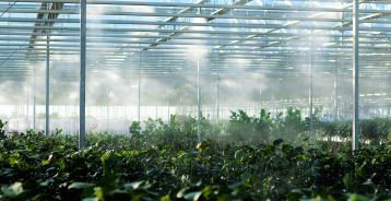 Foto de <a href="https://unsplash.com/es/@plants_and_music?utm_source=unsplash&utm_medium=referral&utm_content=creditCopyText">Katrien Van crombrugghe</a> en <a href="https://unsplash.com/es/fotos/a-greenhouse-filled-with-lots-of-green-plants-mqJp2Bv6bkM?utm_source=unsplash&utm_medium=referral&utm_content=creditCopyText">Unsplash</a>